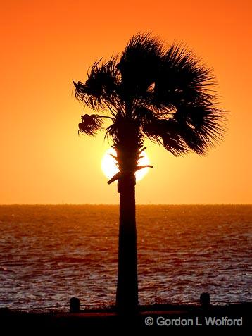 A Palm In The Sun_35905.jpg - Matagorda Bay hotographed along the Gulf coast near Port Lavaca, Texas, USA.